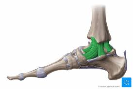 Ligaments and tendons are part of the musculoskeletal system, with ligaments attaching bones to bones and tendons muscles to bones.they each serve very important functions to the joints and bones. Ligaments Of The Lower Limb Pelvis Knee Ankle Kenhub