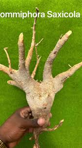 Image result for Cyphostemma saxicola