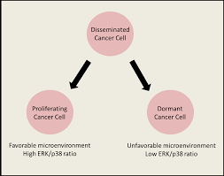 What does cancer remission mean? Cancer Dormancy Wikipedia
