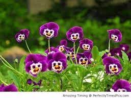 Uguma Monjok S Blog Photo Of The Day Pansies Flowers Purple Flowers Wallpaper Pansies