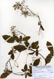 Image result for Cyphostemma adenocaule