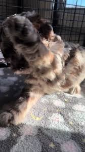 My name is Beau Murphy! I get to go home with my new mom & dad next  weekend, soon this page will full of all our adventures together #puppy  #dog #dogsoftiktok #foryoupage #fyp #fypシ #doodle