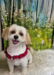 Alexandra's Pet Grooming...