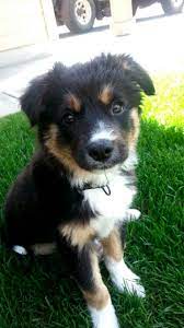 Soo My Brother Just Got A Puppy Border Collie German Shepard Mix German Shepard Puppies Puppies Collie Puppies