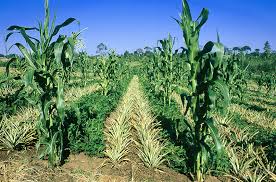 Image result for intercropping