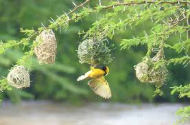 Image result for Acacia kirkii