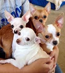 Chihuahua Dog Breed Information And Pictures Cute Dogs Chihuahua Puppies Cute Chihuahua Cute Dogs