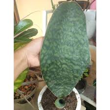 The ultimate philodendron florida ghost care guide Whale Fin Snake Whalefin Indoor Live Plant Sansevieria Masoniana Shopee Philippines