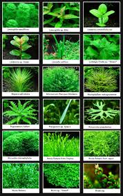 Online Store Of Carpet Aquarium Plants Freshwater Aquarium Plants Freshwater Plants Fish Plants