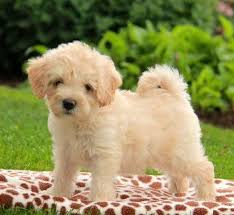 We only breed the havanese puppies with if you are interested in a havanese puppy don't hesitate to call or email because they are almost. Havanese Puppies For Sale Asiapets In