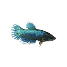 The crowntail betta is a highly popular tail type variation. Blue Female Crowntail Betta Fish For Sale Order Online Petco