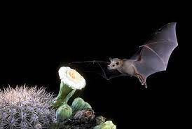 Bats take the night shift, playing a major role in pollinating crops and spreading seeds. Lesser Long Nosed Bat