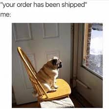 Waiting For Delivery Funny Dog Memes Seriously Funny Funny Pictures