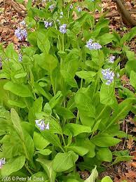 Mertensia Virginica Virginia Bluebells Minnesota Wildflowers Virginia Bluebells Spring Plants Bluebells