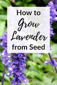 How To Grow Lavender From Seed Growing Lavender Lavender Seeds Harvesting Lavender