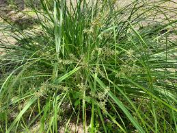 Image result for Cyperus