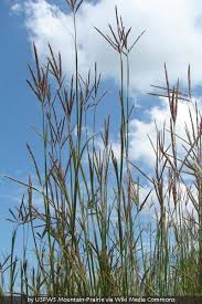 Image result for Andropogon lima