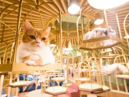 Get your fix of fluffy love at the hapi neko cat cafe where a variety of eager felines await some play time. 10 Heartwarming Cat Cafes In Osaka For Feline Fans Osaka Hacks