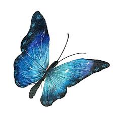 We did not find results for: Blue Butterfly Png Background Image Png Arts