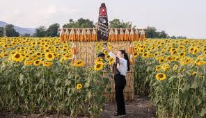 Membahas kebun bunga matahari cantik di dunia, salah satu yang terkenal berada di thailand. Foto Bermain Ke Ladang Bunga Matahari Terbesar Thailand Lifestyle Liputan6 Com