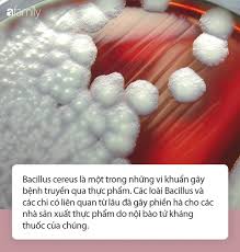 Check spelling or type a new query. Tá»« Vá»¥ HÆ¡n 80 Cong Nhan Ngá»™ Ä'á»™c Thá»±c Pháº©m Táº¡i Phu Yen Ngá»™ Ä'á»™c Thá»±c Pháº©m Do Nhiá»…m Khuáº©n Bacillus Cereus Nguy Hiá»ƒm Tháº¿ Nao