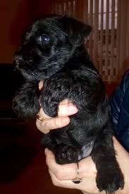 Betty Our New Puppy Black Mini Schnauzer 6 Weeks Pick Her Up In 2 Weeks Very Exciting Black Mini Sc Schnauzer Puppy Black Schnauzer Black Mini Schnauzer