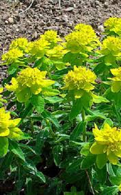 Die garten wolfsmilch sollten sie immer nur mit gartenhandschuhen bearbeiten da ihre milch giftig ist und zu hautirritationen wolfsmilch euphorbia ingens wolfsmilch coole zimmerpflanzen pflanzen. Vielfarbige Wolfsmilch Milchsaft Ist Giftig Und Kann Bei Kontakt Zu Hautirritationen Fuhren Das Garten Lexikon Der Pflanzenfamilien Von Floristik24