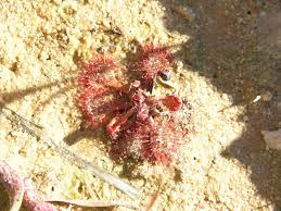 Image result for Drosera burkeana