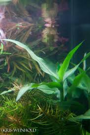 Image result for Floscopa sp.no.1