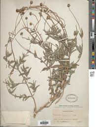 Image result for Aspilia mendoncae