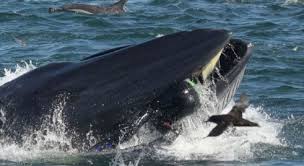 L'uomo è stato inghiottito da una balenottera azzurra a cape cod. Dageam7inedpjm