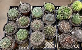 Image result for Euphorbia stenocaulis