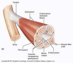 Start studying digital tendon sheaths labeling. Super Tenn Tendon Diagram Labeled Labeled Anatomy Chart Of Male Leg Photograph By Hank Grebe Rehabilitation Of Running Biomechanics Online Course