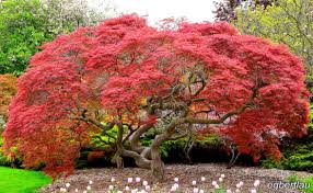 I'm thinking that it could be so much of a dark purple that it looks blue? 40 Most Popular Rare Japanese Maple Trees Pink Wool