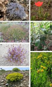 Image result for Crepidorhopalon tenuis