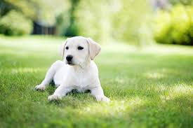 Poisonous Plants For Pets - Burke'S Backyard