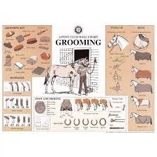 Excellent Chart Of Horse Information Blankets Farrier