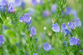 Image result for Baissea viridiflora