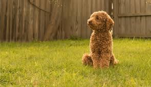 Best 5 Dog Food For Toy Poodles 2019 Here Pup