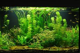 Anyone Use Diane Walstad Method For Low Tech Tank The Planted Tank Forum Fresh Water Fish Tank Planted Aquarium Betta Aquarium