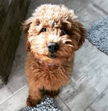 More images for mini cavapoo puppies iowa » Mini Cavapoo Puppies Iowa Bmo Show