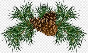 Take a look at these cool pine cone craft and decoration projects, which include pinecone reindeer ornaments, pinecone garland, pinecone christmas tree, pinecone refrigerator magnets and such on. Conifer Cone Eastern White Pine Stone Pine Pine Cone Branch Christmas Decoration Spruce Png Pngwing