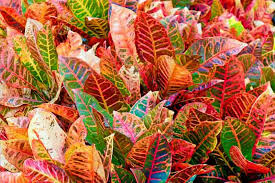 Image result for Codiaeum