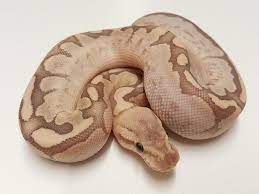 Bamboo Cinnamon Fire Morph List World Of Ball Pythons Ball Python Python Ball