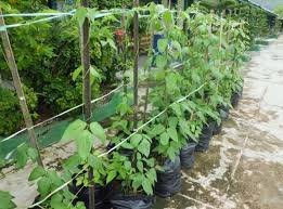 Kali ini kutanam akan memberikan panduan tentang cara menanam kacang tanah yang sangat efektif dan telah. Cara Menanam Kacang Panjang Dalam Botol Info Kece