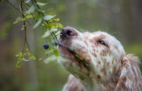 Are Blueberries Safe For Dogs Lovetoknow