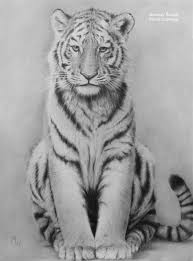 Pencil Drawing Of A Tiger Realistic Animal Drawings Cool Pencil Drawings Realistic Drawings