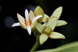 Image result for Rhizophora mucronata