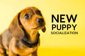 Maybe you would like to learn more about one of these? Puppy Socialization Checklist Pdf Time Frame And Tips For Socializing A New Puppy Pupford