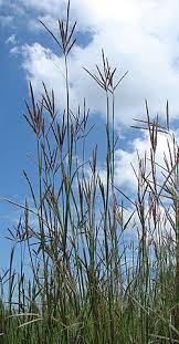 Image result for Heteranthoecia  guineensis